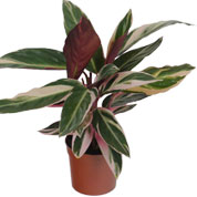 Calathea, follaje lanceolado